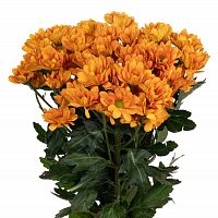										Хриза куст (Chr) T Kaya 70 Cm									