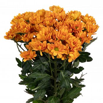 										Хриза куст (Chr) T Kaya 70 Cm									