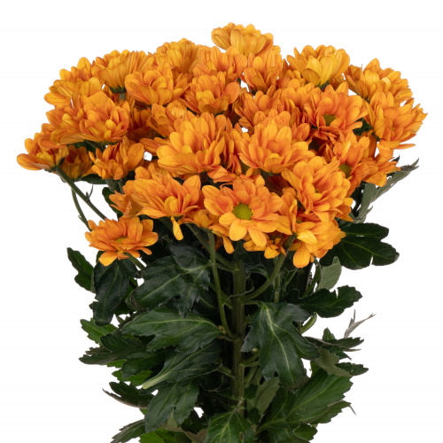 Хриза куст (Chr) T Kaya 70 Cm