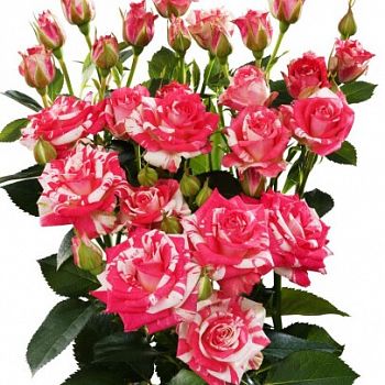 										Роза куст (R) Tr Fireworks 50 Cm									