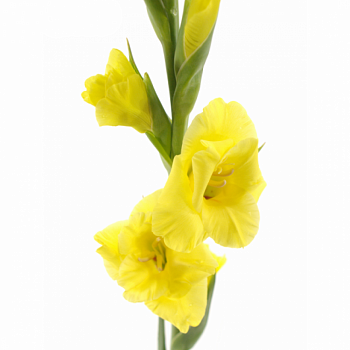 										Гладиолус (Glad) Gr Bananarama 120 Cm									
