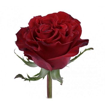 										Роза одног (Rosa) EXPLORER 50 Cm									