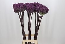 										Аллиум (Allium) Summer Drummer 90 Cm									