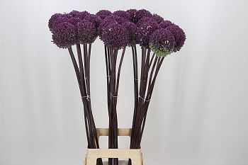 										Аллиум (Allium) Summer Drummer 90 Cm									