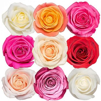 										Роза одног (Rosa) MIX ROSES 50 Cm									