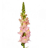										Антириниум (Antir) Poto Pink 70 Cm									