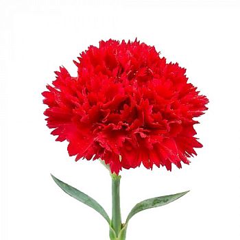 										Гвоздика одног (Di) CARN RED 70 Cm									