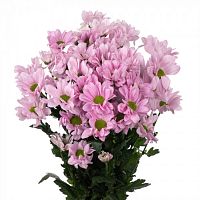 										Хриза куст (Chr) T Kennedy Rosy 70 Cm									