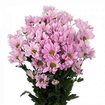 										Хриза куст (Chr) T Kennedy Rosy 70 Cm									