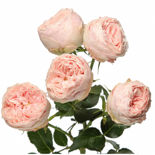 Роза куст (R) Tr Mansfield Park 50 Cm Роза куст (R) Tr Mansfield Park 50 Cm