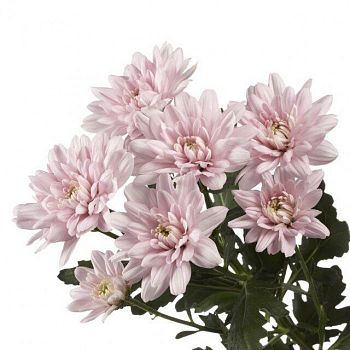 										Хриза куст (Chr) T Pastela Rose 70 Cm									
