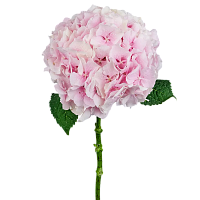 										Гортензия (Hydr) M Ch Verena 60 cm									