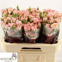 										Роза куст (R) Tr Fair Flow 60 Cm									