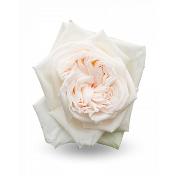 										Роза одног (Rosa) WHITE OHARA 50 cm									
