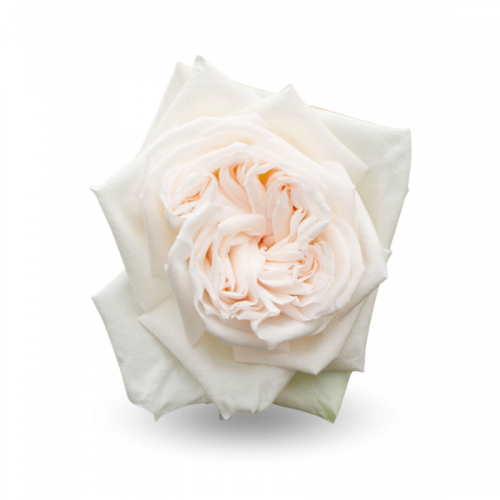 Роза одног (Rosa) WHITE OHARA 50 cm