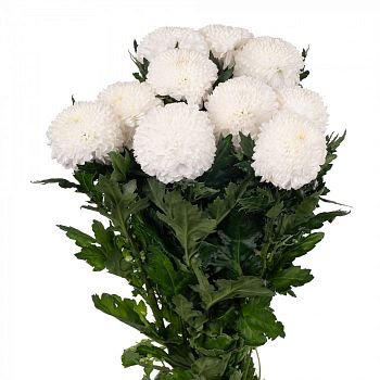 										Хриза одног (Chr) G Superbowl 70 Cm									