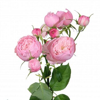 										Роза куст (R) Tr Mansfi Pink Pa 50 Cm									