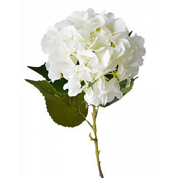										Гортензия (Hortencia) White 60 Cm									