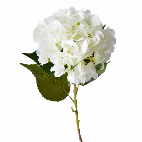 Гортензия (Hortencia) White 60 Cm
