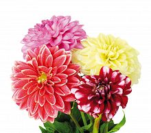 										Георгин (Dahlia) Mix 60 Cm									