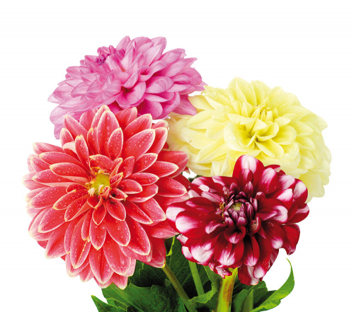 Георгин (Dahlia) Mix 60 Cm