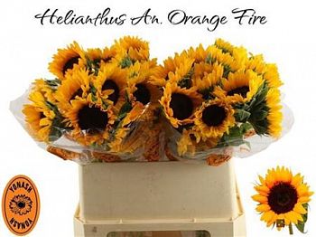 										Подсолнух (Heli) Orange Fire 75 Cm									
