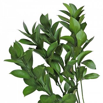 										Рускус (Ruscus) Сочи 60 Cm									