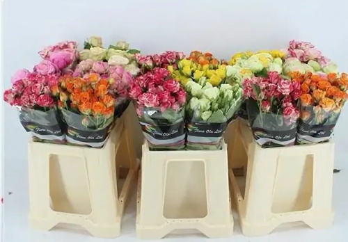 Роза куст (R) Tr Gem In Fust 50 Cm Роза куст (R) Tr Gem In Fust 50 Cm