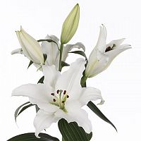 										Лилия (Li) Ot Zambesi 90 Cm									