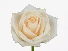 										Роза одног (Rosa) VENDELA 60 Cm									