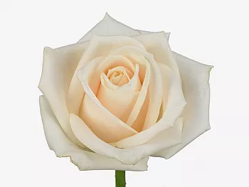 										Роза одног (Rosa) VENDELA 60 Cm									