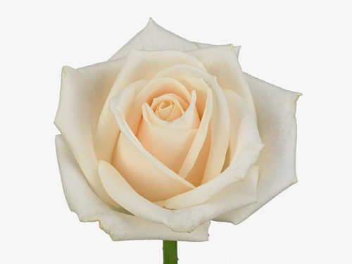Роза одног (Rosa) VENDELA 60 Cm Роза одног (Rosa) VENDELA 60 Cm