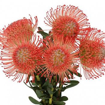 										Леукаспермум (Leuco) Ayoba Pink 50 Cm									