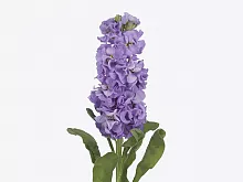 										Маттиола (Matth) Impala Lavende 60 Cm									