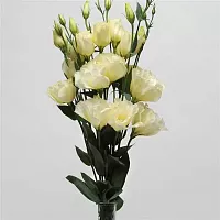 										Эустома (Eus) G Yellow 70 Cm (Краснодар)									
