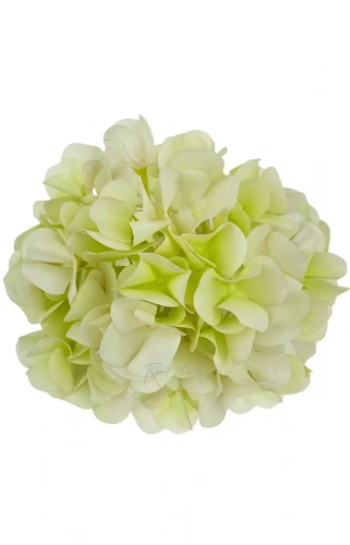 Гортензия (Hortencia) MOJITO 60 Cm