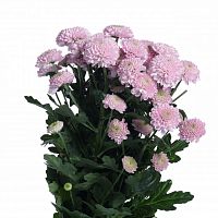 										Хриза сан (Chr) S Ellison Sweet 55 Cm									