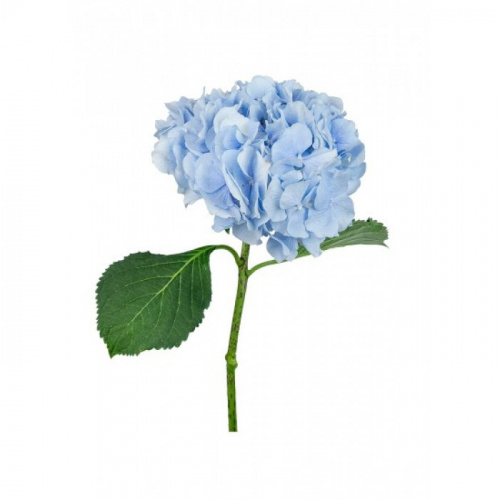 Гортензия (Hortencia) Blue 60 Cm Гортензия (Hortencia) Blue 60 Cm