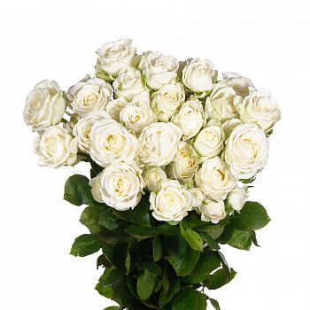 										Роза куст (R) Tr Miss Bombastic 40 Cm									