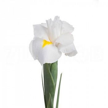 										Ирис (Iris) White Magic 60 Cm									