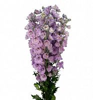 										Дельфиниум (Delph) Du Dewi Melody 80 Cm									