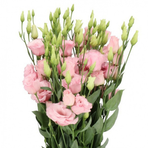 Эустома (Eus) G Lisanne L Pink 70 Cm