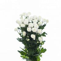 										Хриза куст (Chr) T Newton 70 Cm									