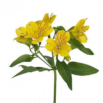										Альстромерия (ALSTRO) Yellow 70 Cm									