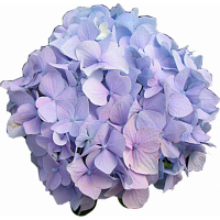 										Гортензия (Hortencia) Lavander 60 Cm									