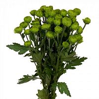 										Хриза куст (Chr) T Deligreen 70 Cm									