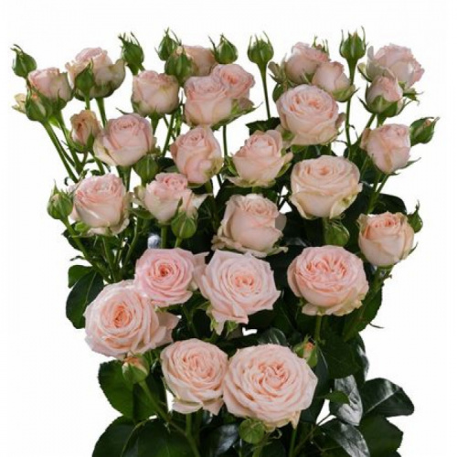 Роза куст (R) Tr Bombastic 40 Cm Роза куст (R) Tr Bombastic 40 Cm