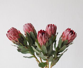 										Протея (Protea) Cy Madiba 40 Cm									
