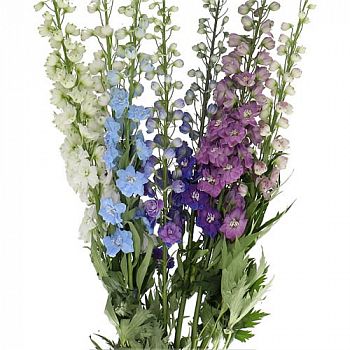 										Дельфиниум (Delph) Du Gem 80 Cm									