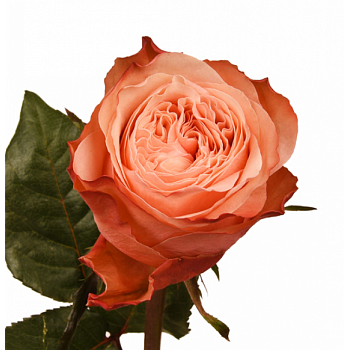 										Роза одног (Rosa) KAHALA 50 Cm									